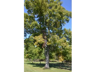 Property photo 53 - 80 +/- Acres Offered in 6 Tracts - Spectacular Farm & Home